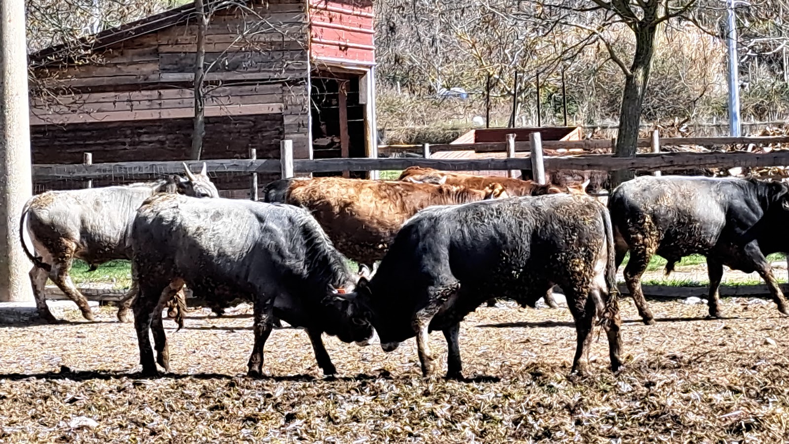 Maneggio Le Sorgive - Agriturismo Vignola