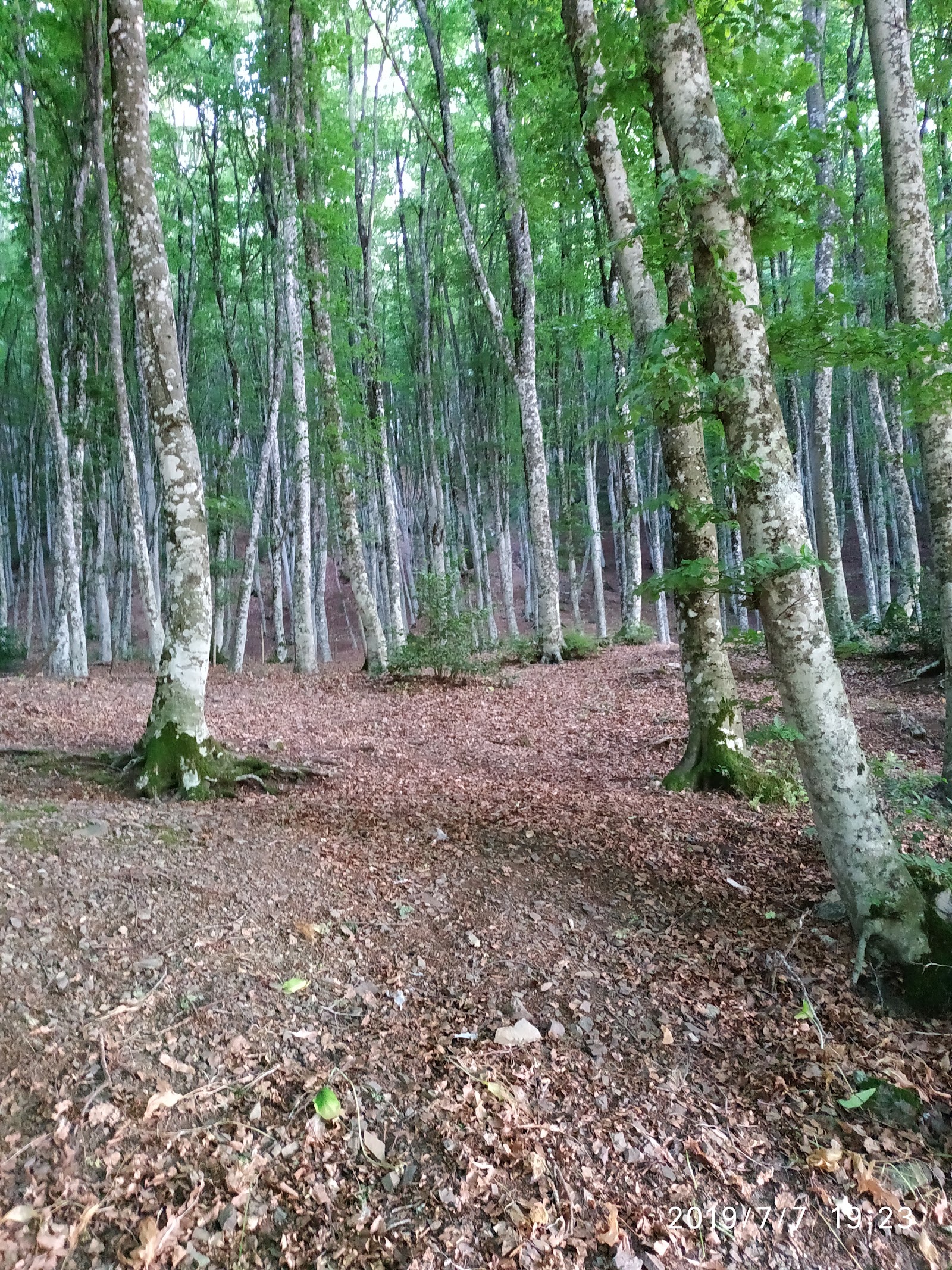 Pozzo di Nitti