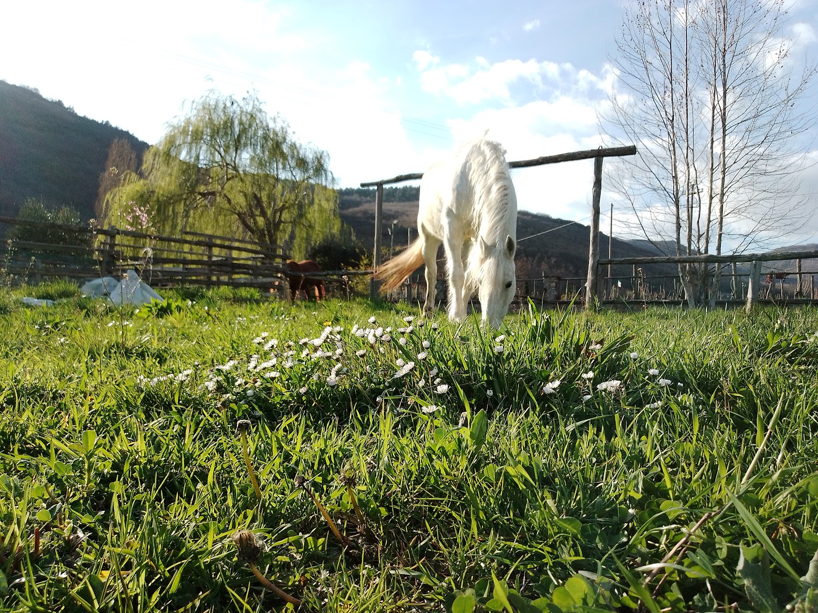 Maneggio Le Sorgive - Agriturismo Vignola