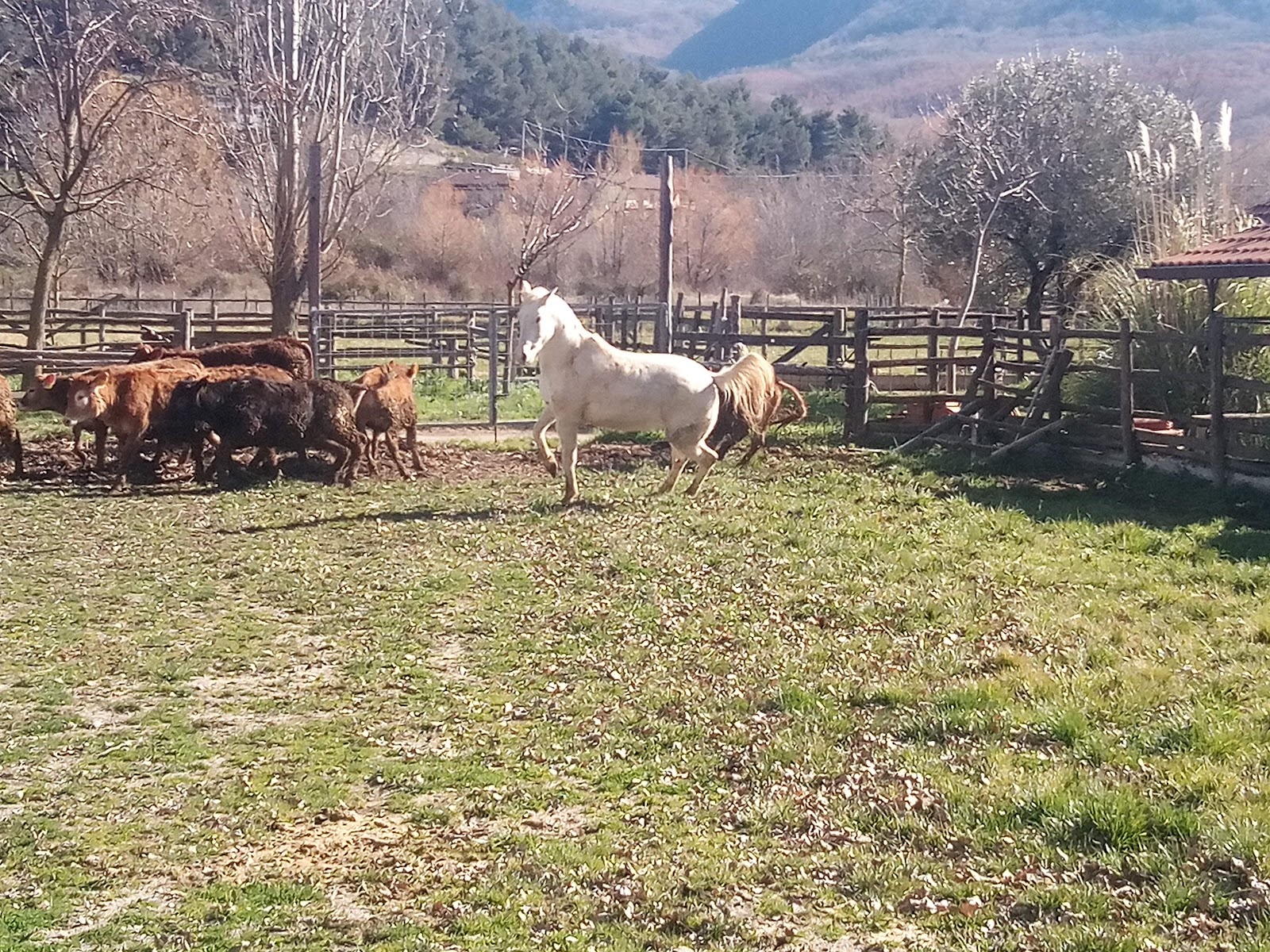 Maneggio Le Sorgive - Agriturismo Vignola