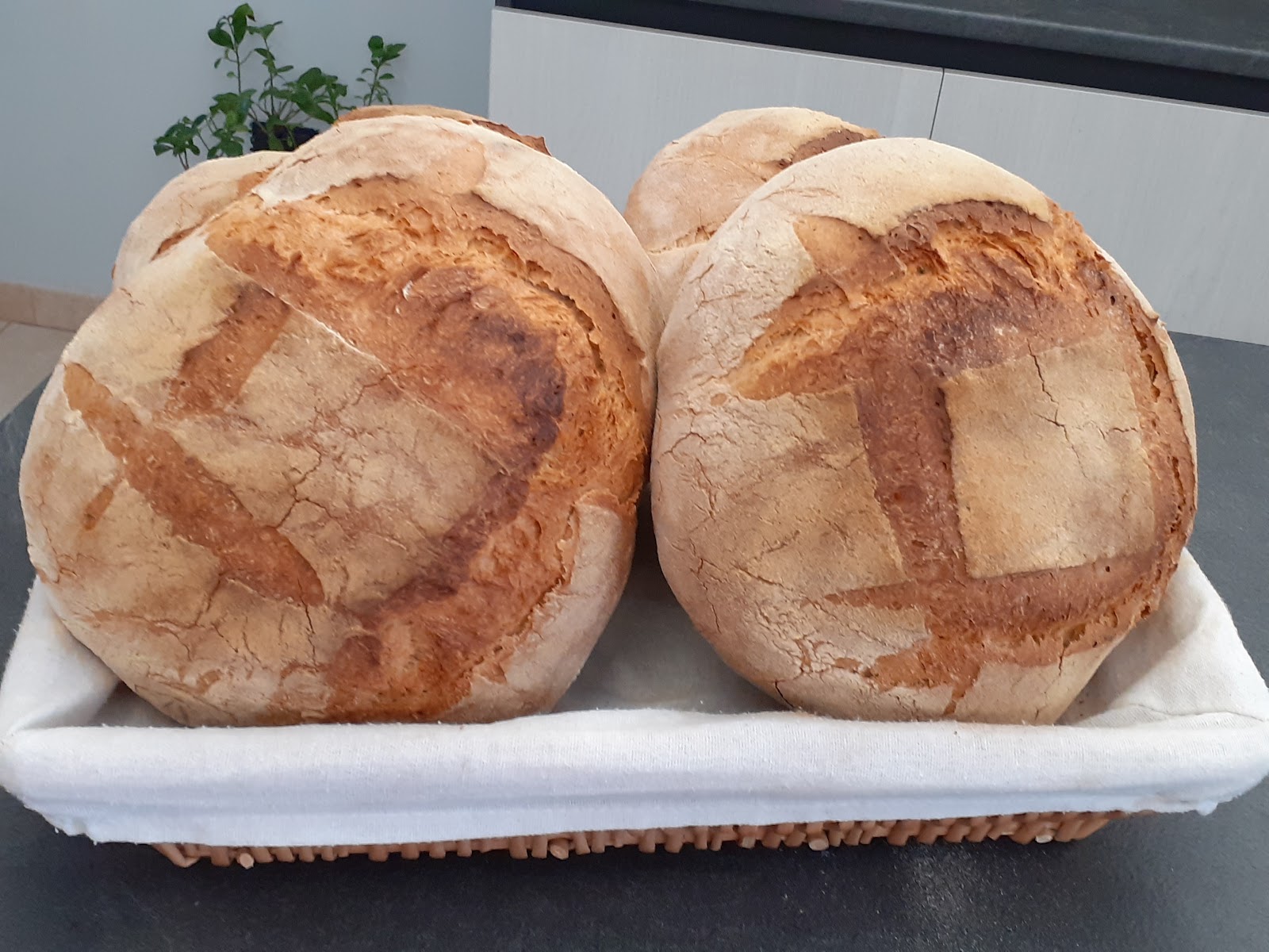 Gustó | Pizzeria | Panetteria | Rosticceria| Potenza