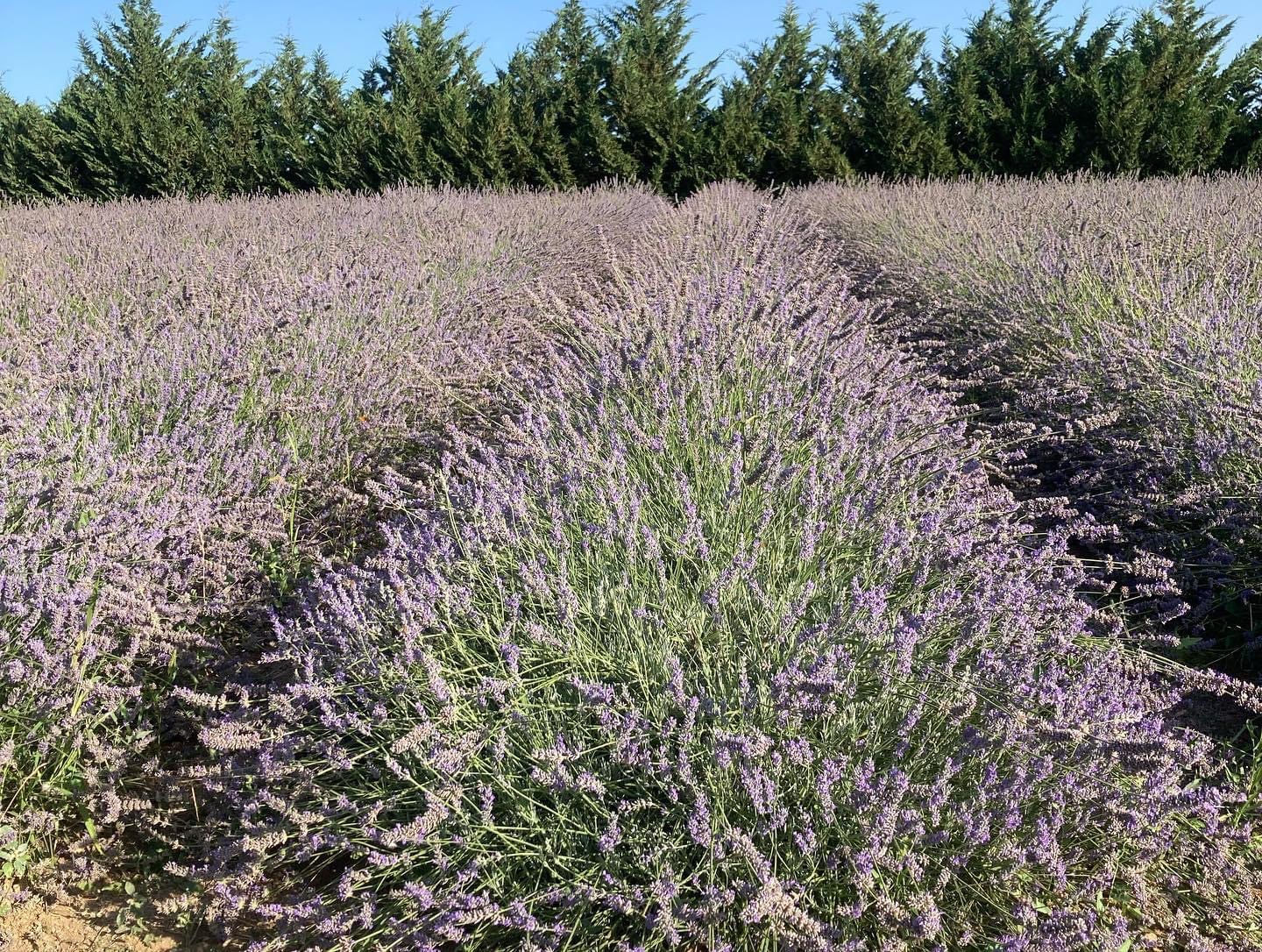 Masseria Ferrenti Il lavandeto di Anna
